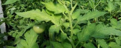 番茄定植就黄头如何解决,可采取拔除病株、增施有机肥等措施