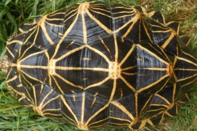 印度星斑陆龟好不好养,饲养难度较大