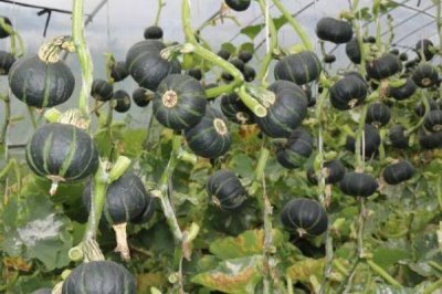 西洋南瓜的种植技术，网室栽培需人工授粉