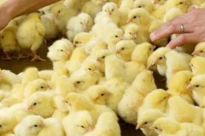 小鸡仔30天能长多大,通常可长到1-2斤左右