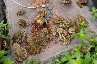 蟾蜍如何安全越冬,进入冬眠时加强营养