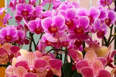蝴蝶兰的养殖方法,用弱酸性土种植为宜