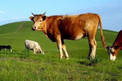 牛的繁殖方法,可进行人工或自然配种