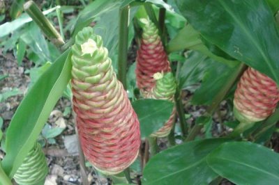 红球姜的亩产量,浇水过多容易减产