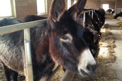 德州驴怎么育肥,一般育肥3-5个月