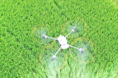 怎么解决除草剂药害,可将芸苔素、鲜牛奶和葡萄糖兑水喷雾