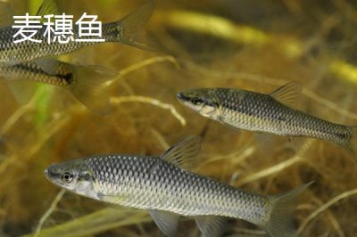 哪些鱼类的长相近似白条鱼,翘嘴、马口鱼、黄尾鱼等品种均比较相似