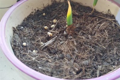 石蒜的浇水方法，春季每隔3-5天浇一次