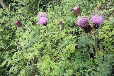 小蓟是什么植物，是多年生草本植物