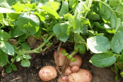 土豆蚜虫如何防治,可物理防治也可化学防治