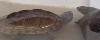 草龟怎么养,要确保水质干净清爽