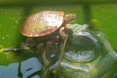 东部锦龟好不好养,饲养难度中等