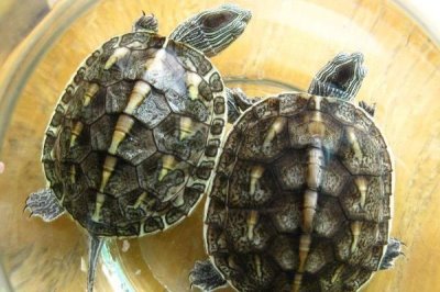 珍珠龟吃什么,吃动物性、植物性或合成饲料等