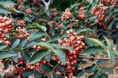 花椒树的种植方式,嫁接通常采用芽接和枝接