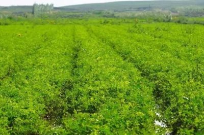 甘草种植条件要求,土壤PH值在7.2-9之间为佳