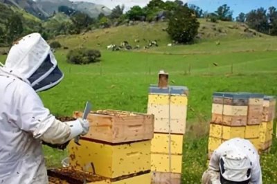 夏季蜂群的管理要点，核心工作是防暑降温