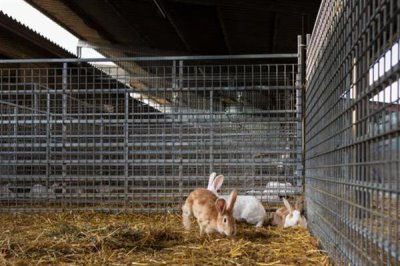 养兔需要具备哪些条件，首先根据数量决定场地大小