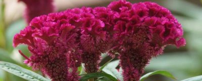 鸡冠花开放时间，每种花型的特点不同