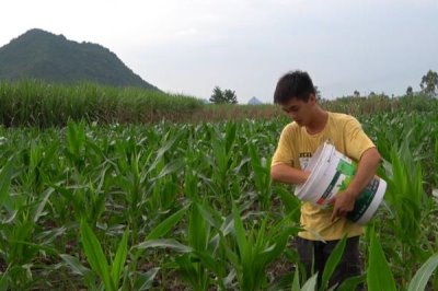 玉米的追肥时间,不同生长阶段的需肥量不同