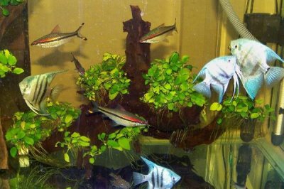 小燕鱼的养殖方法,不能在草缸里养