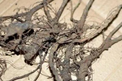 梅花烂根的原因，土壤不适或浇水过多均会导致