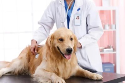 小狗拉肚子的原因，可能是喂养错误或得了肠胃病