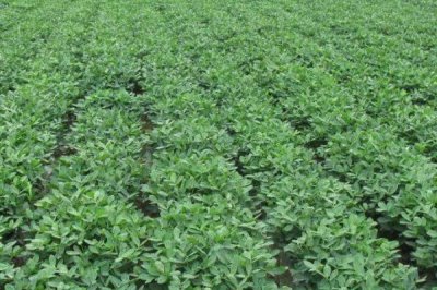 花生的主产地,我国是世界第一花生生产大国