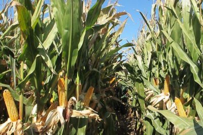 志裕1901玉米种子简介,播种至出苗注意防鼠和地下害虫