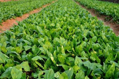菠菜的播种时间，可以在春夏秋冬四季种植