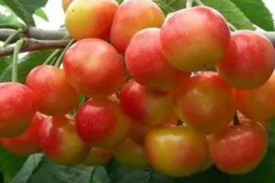 大樱桃常见品种,红灯、美早、早红宝石等品种较常见