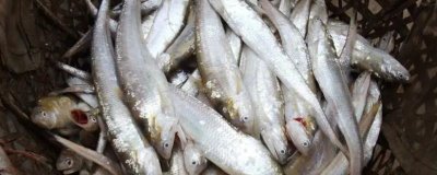 凤尾鱼的养殖方法，水温控制在18-25度左右合适