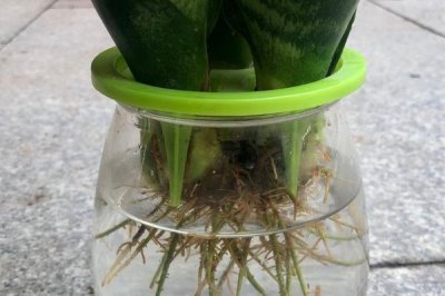 水培虎皮兰的养殖注意事项,关键的措施就是换水