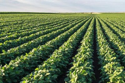 大豆的种植注意事项,需要科学的进行中耕