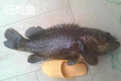 青斑鱼和石斑鱼的区别,生活环境、价格和外观均不同