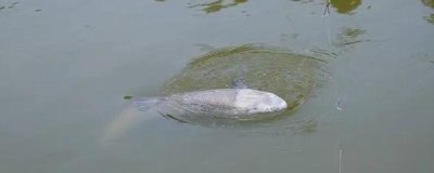 钓青鱼的方法以及要注意什么,垂钓前可用河蚌肉、玉米粒、菜籽饼打窝