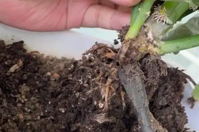 长寿花叶子发黄发软如何解决，温度过低时要转移到温暖处养护