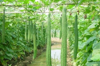 怎么防治丝瓜褐斑病，以高畦栽培为主