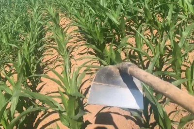 水淹玉米苗如何补救,及时将死亡或者染病严重的株苗拔除