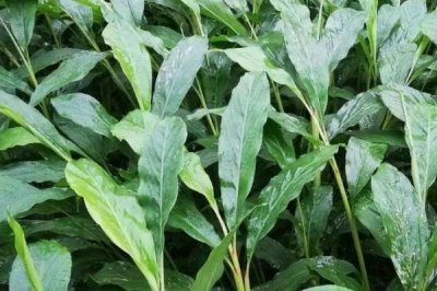 豆蔻的种植方法,可播种育苗也可分株育苗