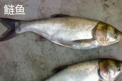 鳙鱼和鲢鳙是不是同一种鱼,二者的头部和体色有明显区别