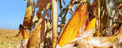 黑甜玉13号玉米品种的特性，中抗大斑病