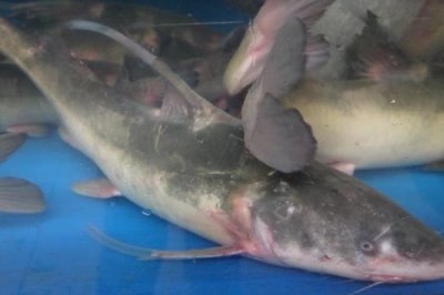 长吻鮠的价格,人工养殖的一般在12-20元一斤