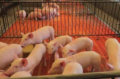 仔猪断奶转群要注意什么,要积极应对应激反应