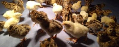 幼小野鸡苗怎么养，一定要控制好密度