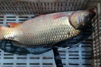 我国最贵的十大淡水鱼，前三分别为云南裂腹鱼、长江刀鱼、鳇鱼