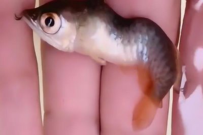 龙鱼吃饲料还是吃虾好,可以吃虾也可以吃饲料