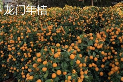 广东省四会市的特产,四会玉器闻名遐迩