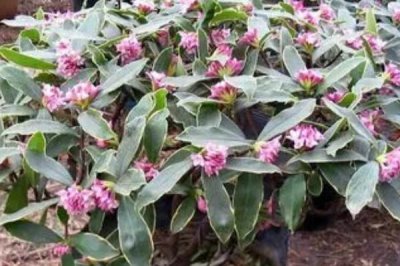 金边瑞香冬季养护方式,霜降之后就要挪至室内