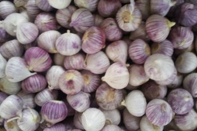 独头蒜为什么比普通大蒜贵,大蒜素含量要比普通大蒜高