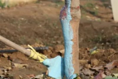 果树涂杆肥有效果吗,能起到增强树体营养、促进花芽分化等效果